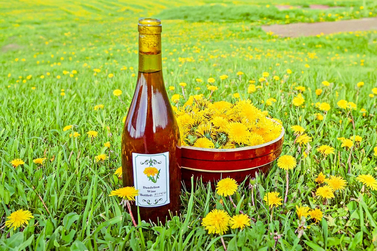 dandelion-wine-recipe-flower-field-2.webp