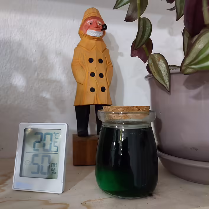 Wishing Crystal росте в банці