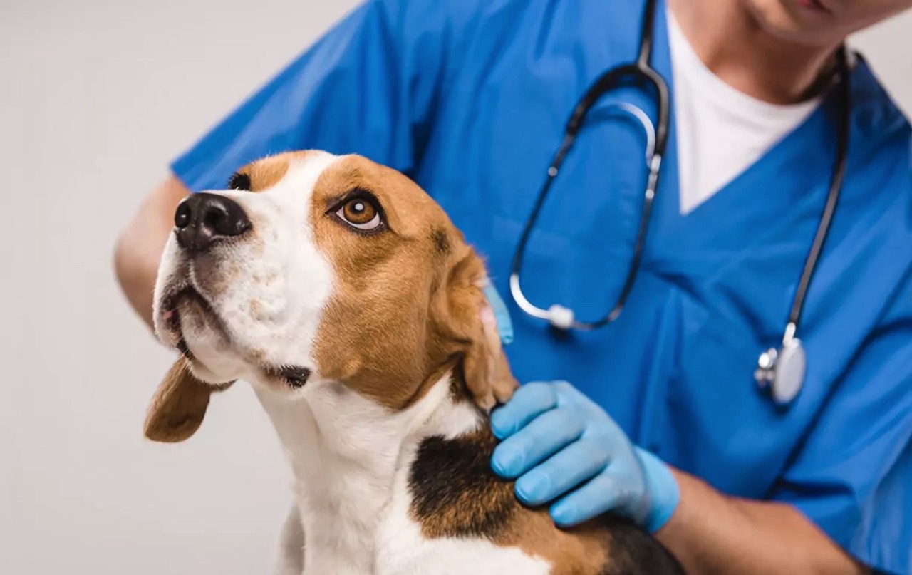 automation of the veterinary clinic