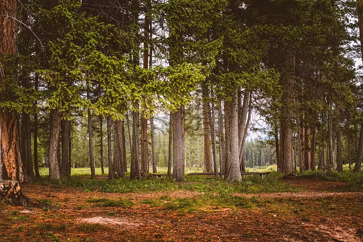 The Secret Life of the Forest: How Trees Exchange Signals