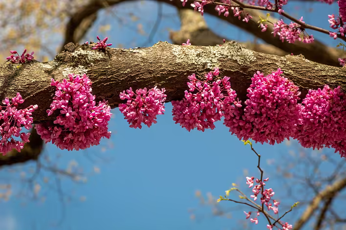 The crimson tree is a tree that in spring is covered with flowers directly on the trunk.