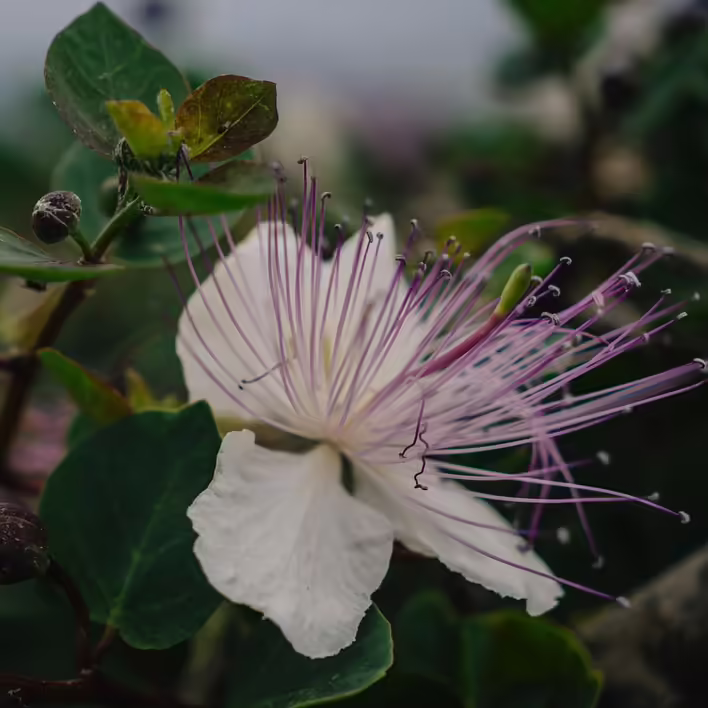 квітка каперсника. На задньому плані - бутон