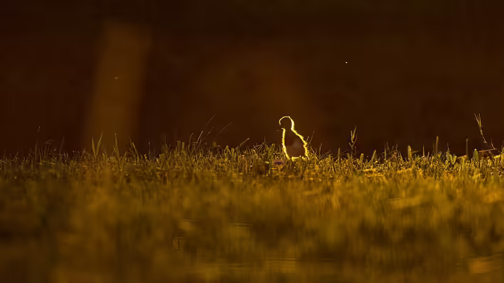 What does the word Haplyk mean?