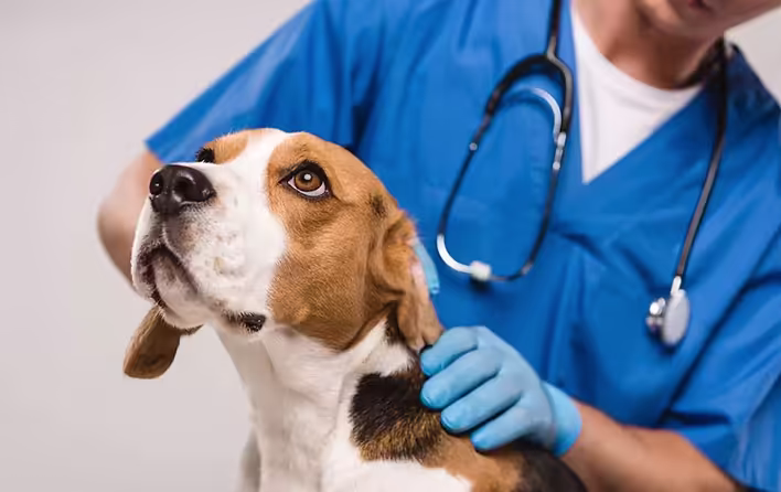 автоматизація ветеринарної клініки