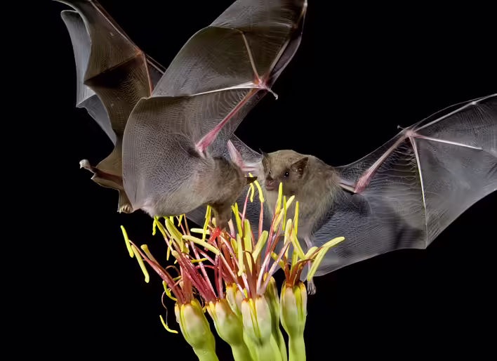 кажани виду Leptonycteris yerbabuenae - головні нічні запилювачі агав у Мексиці та південному заході США