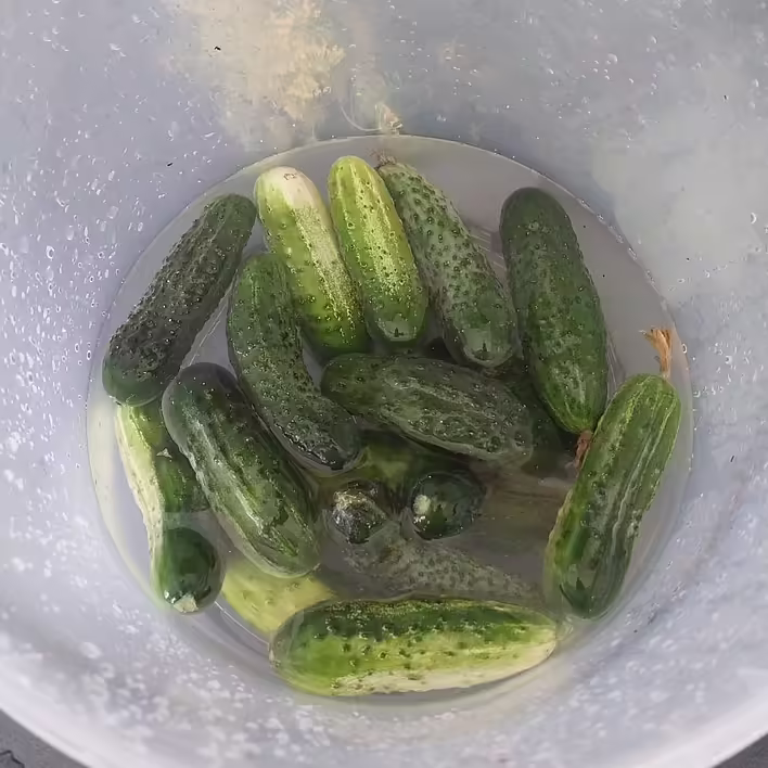 вимочуємо огірки