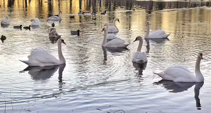 Was füttert man Schwäne und Enten?