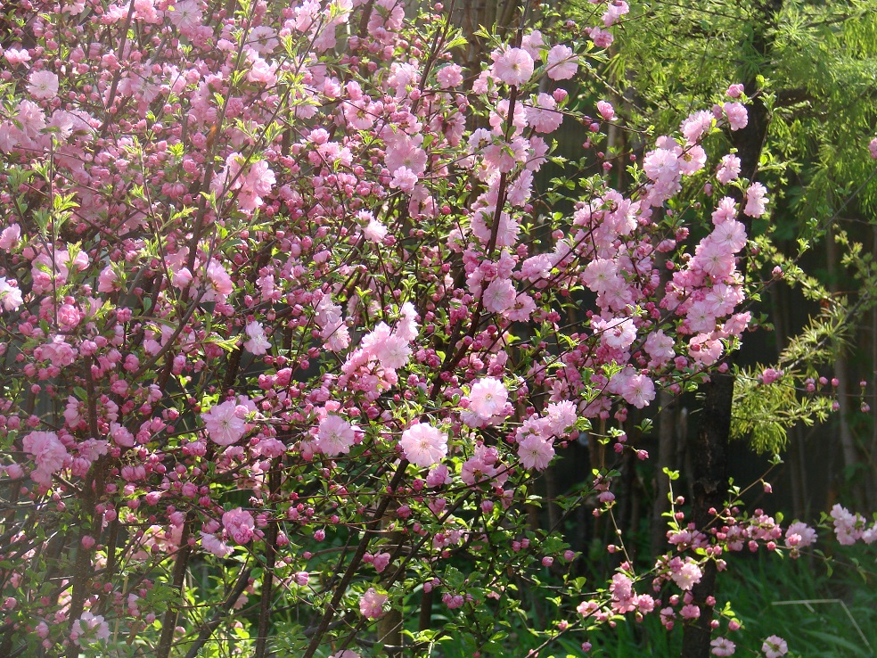 prunus-triloba-03.jpg