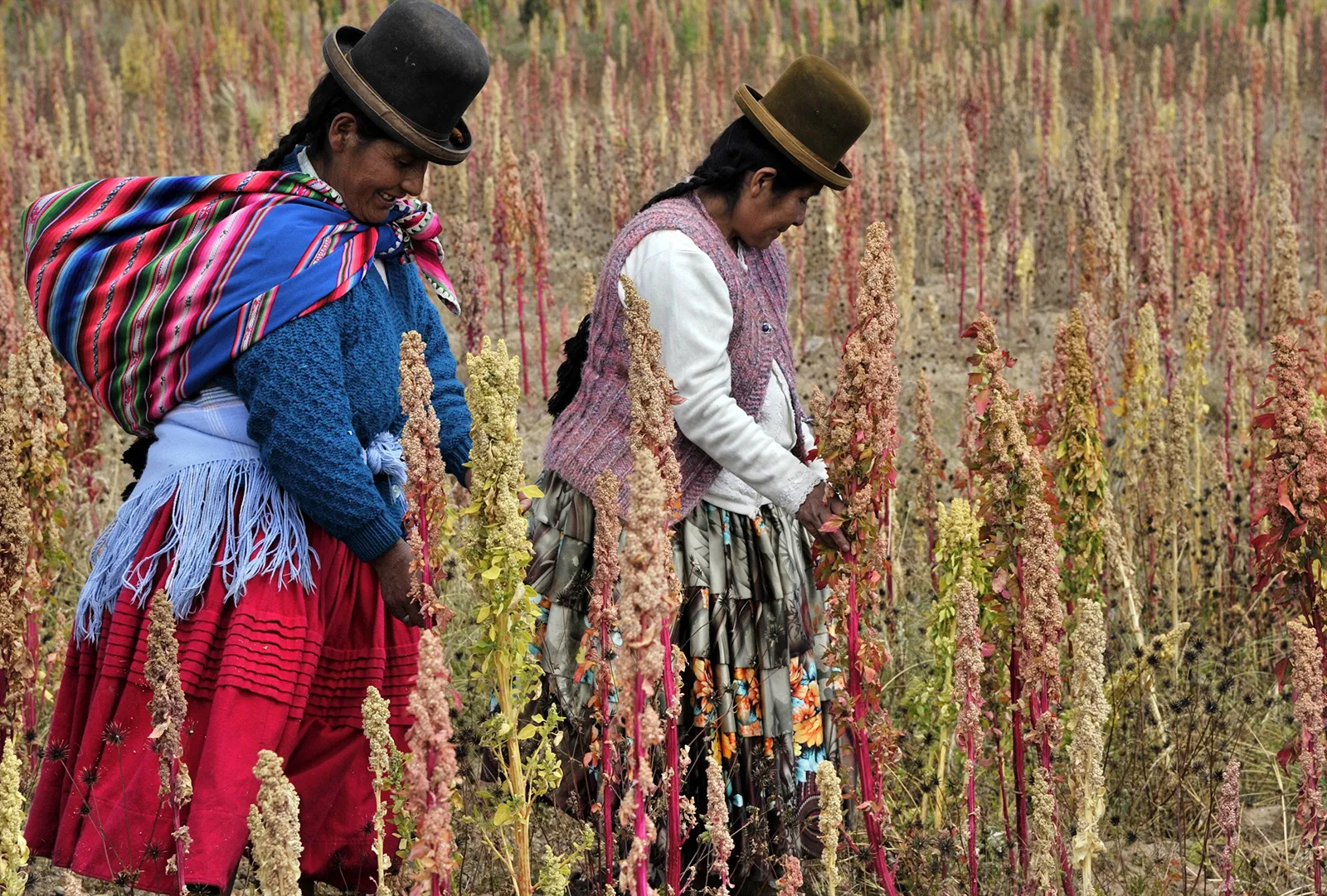 bolivian-aymara-natives-walk-in-a-quinoa-plantation-bolivian-andes-2013.webp