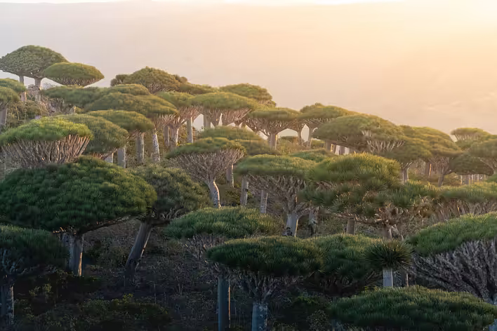 Socotra: eine Insel, die als der außerirdischste Ort der Erde bezeichnet wird