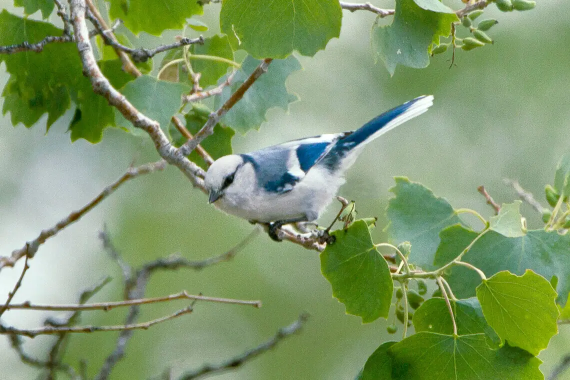 azure-tit2c-almaty2c-kazakhstan-s4e1902.webp