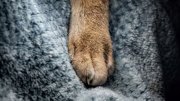 Beitrags-Cover: Warum kneten Katzen mit ihren Pfoten Decken, Kleidung oder Menschen?