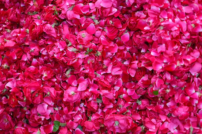 Турецькі солодощі з трояндою