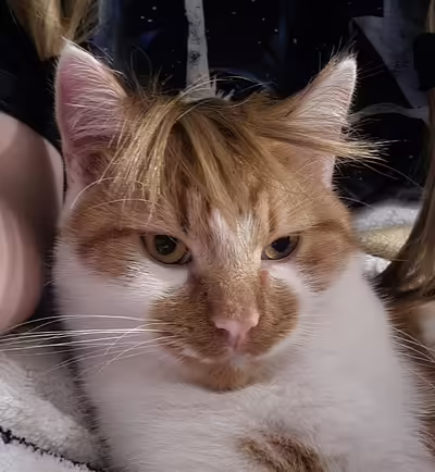 Готуємо смакоту вдома