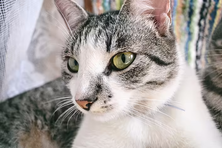 Homemade diet or commercial food: which is better for a cat?