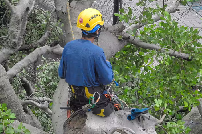Arborist: a person who cares for the health of trees