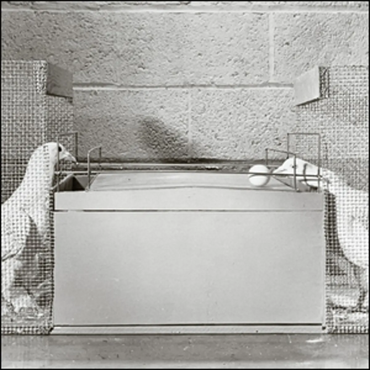 Beitrags-Cover: Können Tauben Tischtennis spielen?