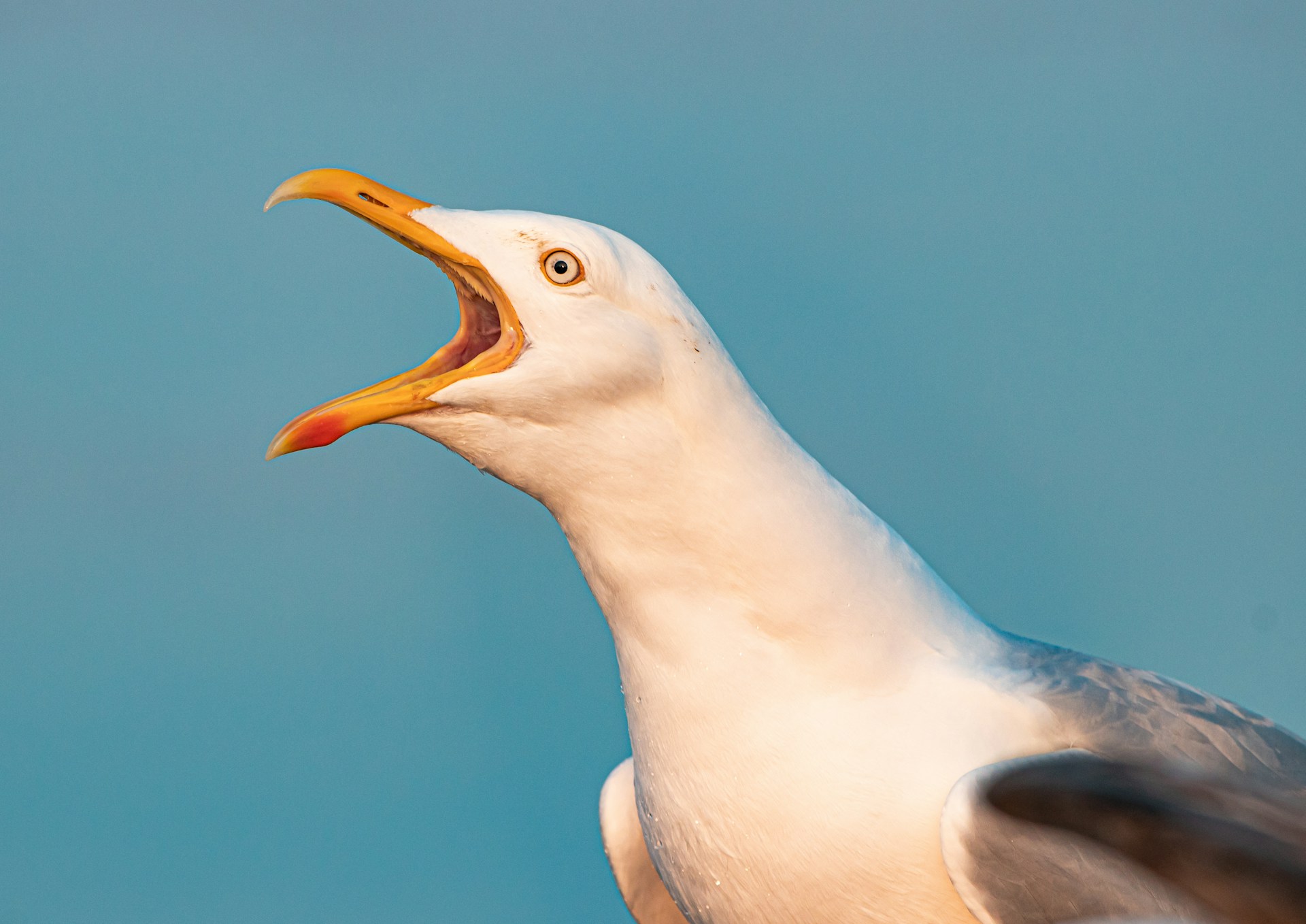 Voices of the Coast: Why Do Seagulls Scream So Loudly