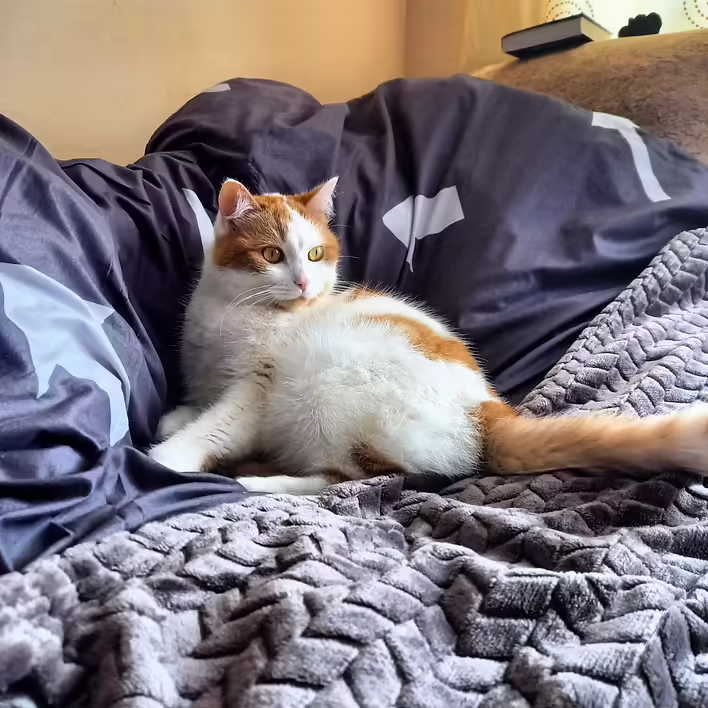 Wie man die Sauberkeit zu Hause aufrechterhält, wenn man ein Tier hat und ein wenig gesunden Menschenverstand.