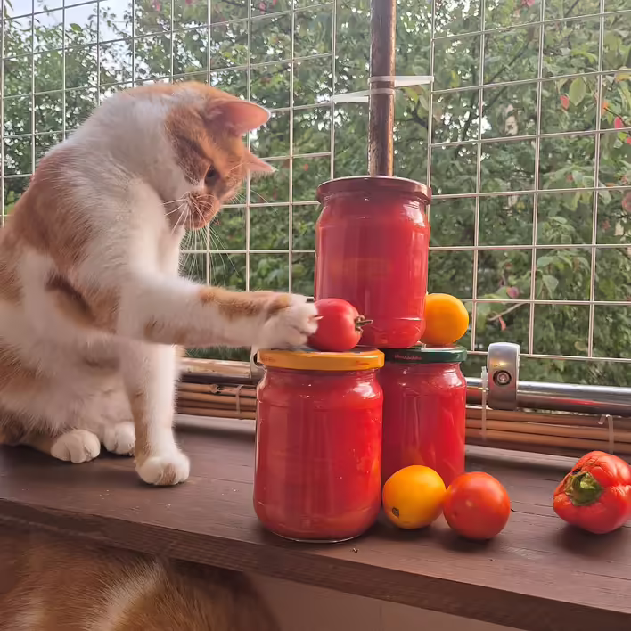 Бублик проводить ревізію томатів пелаті