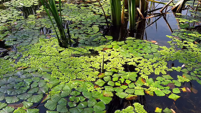 Orzech wodny — tajemniczy owoc z ukraińskich zbiorników wodnych
